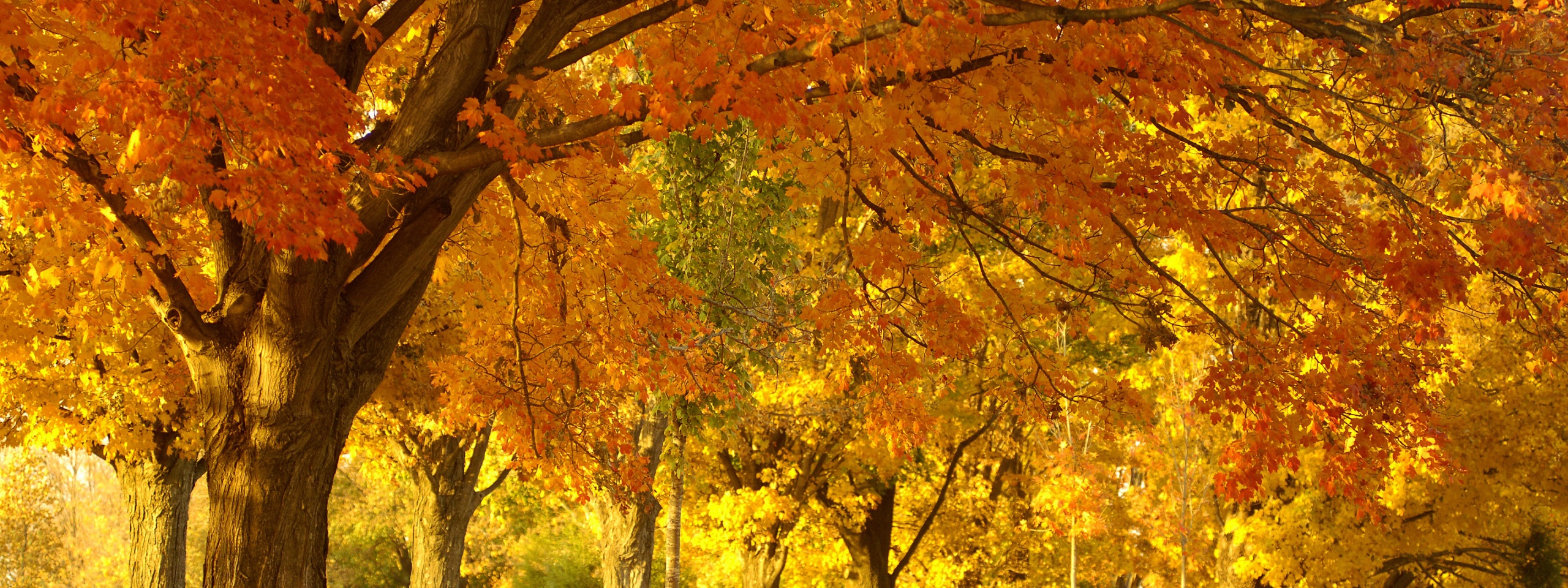 Golden Tree In Autumn