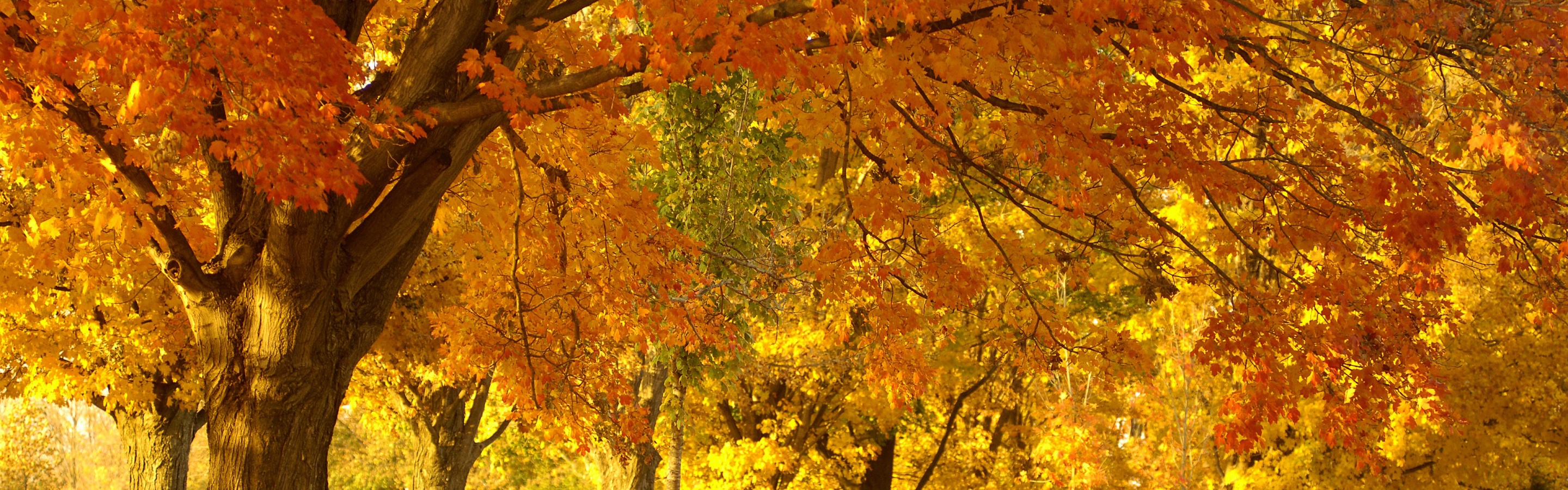 Golden Tree In Autumn