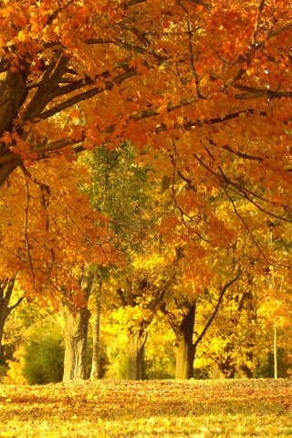 Golden Tree In Autumn