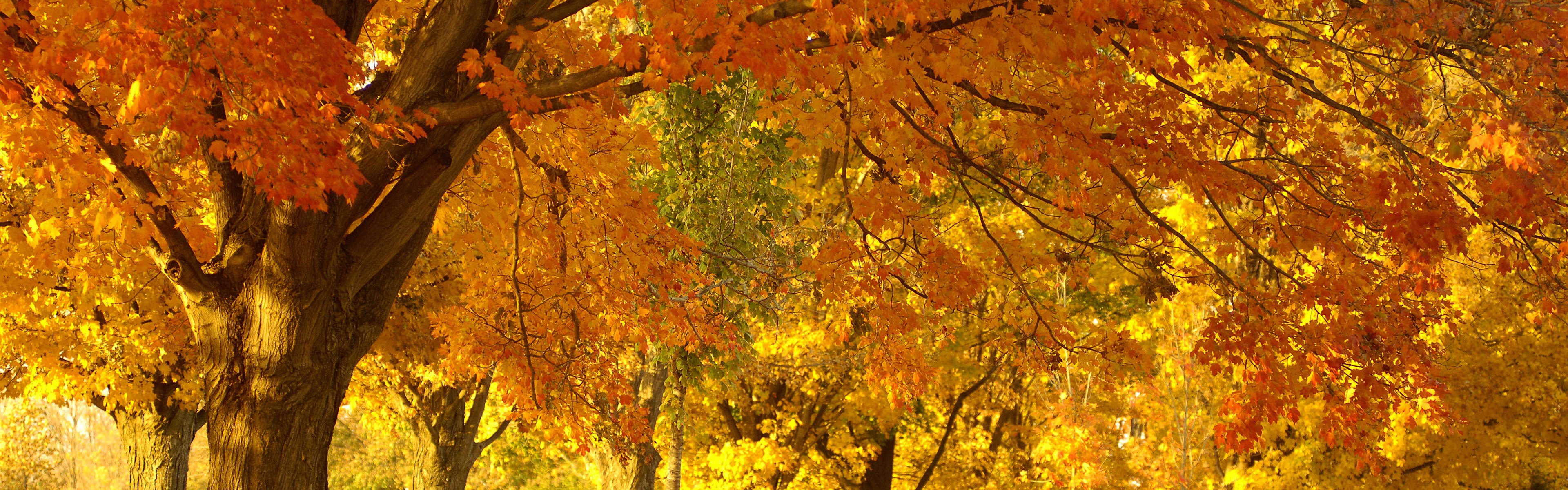 Golden Tree In Autumn