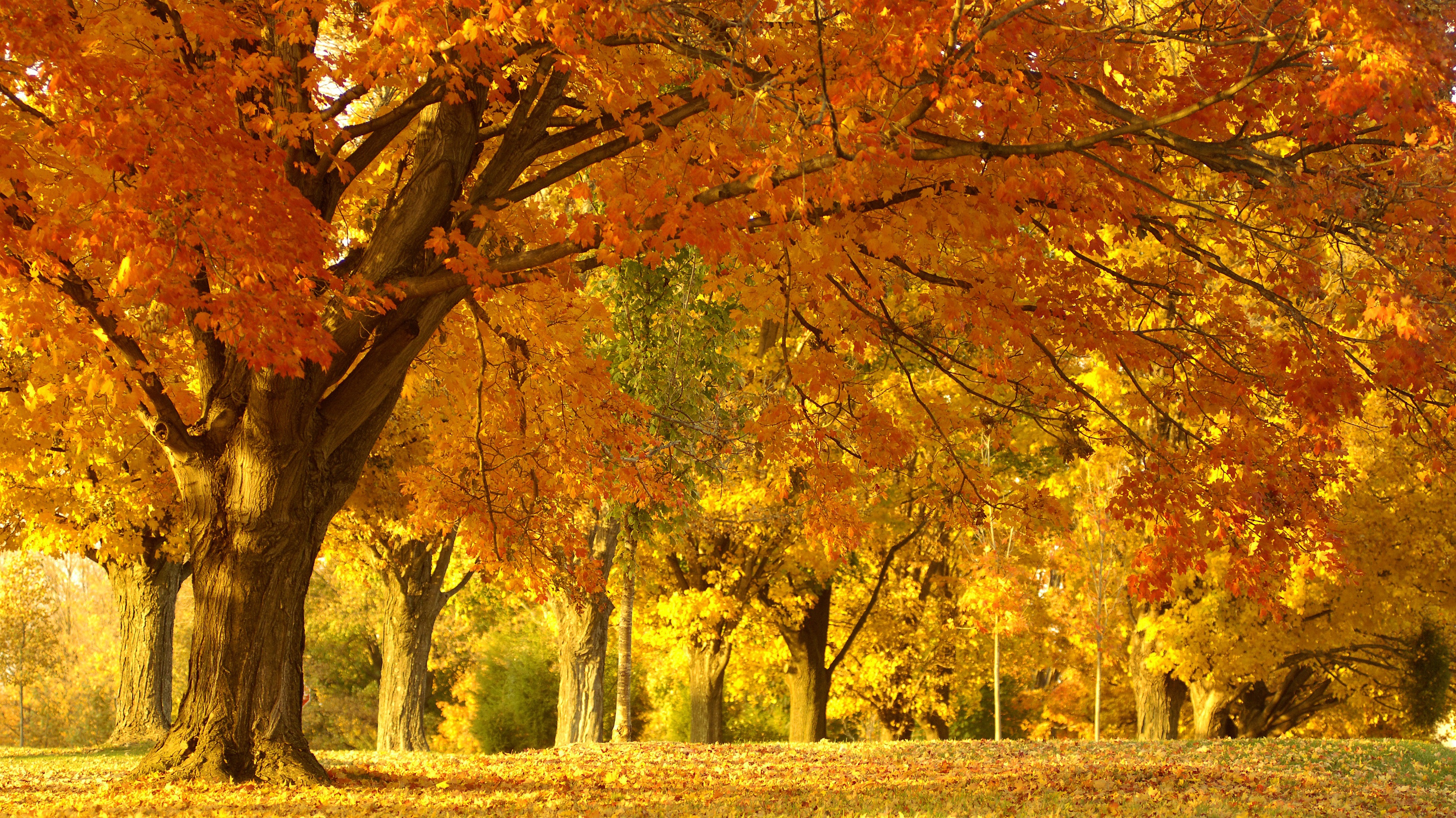 Golden Tree In Autumn