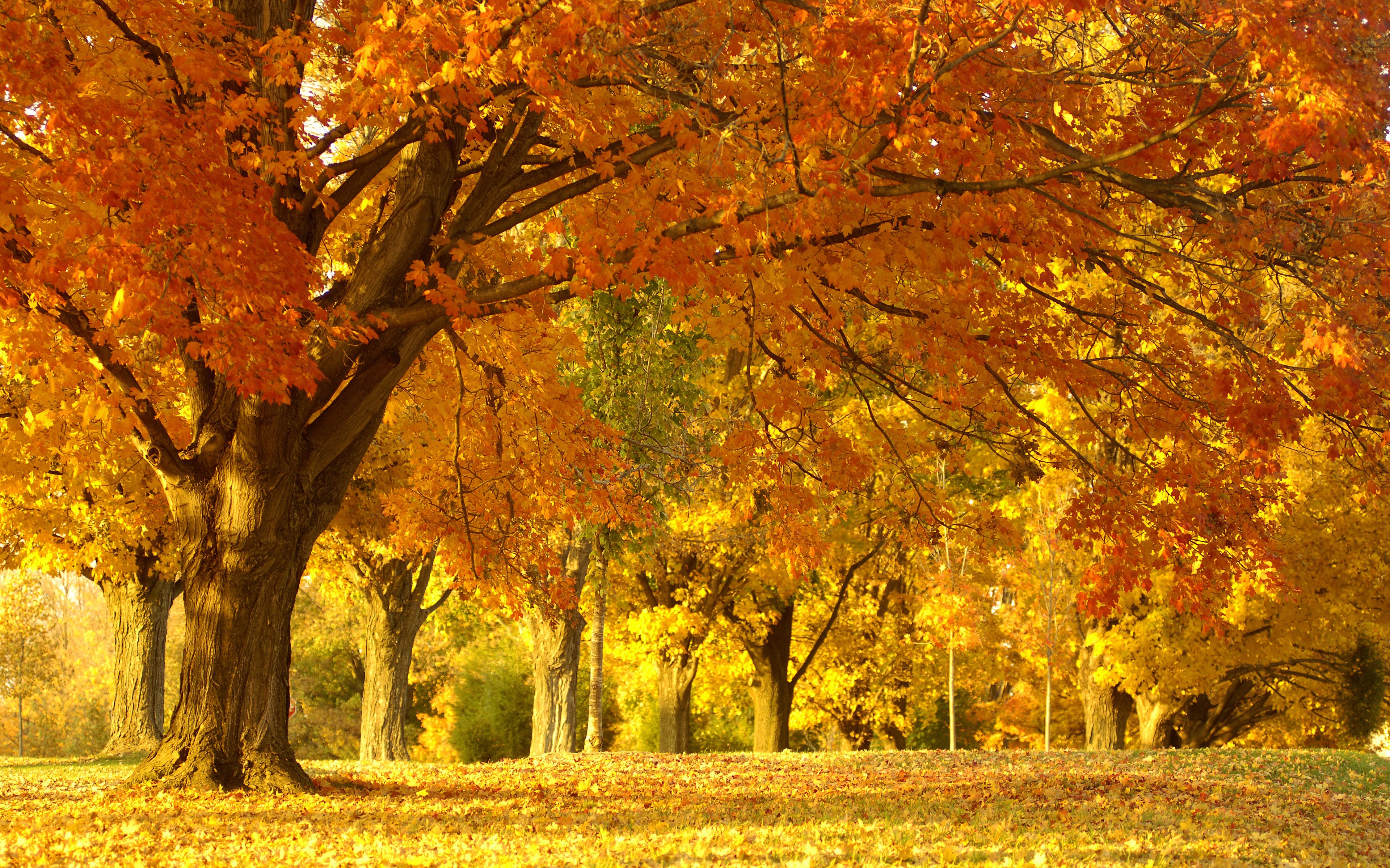 Golden Tree In Autumn