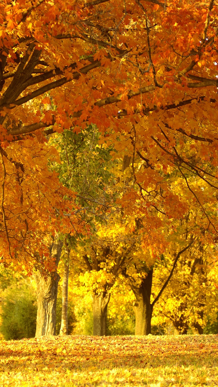 Golden Tree In Autumn