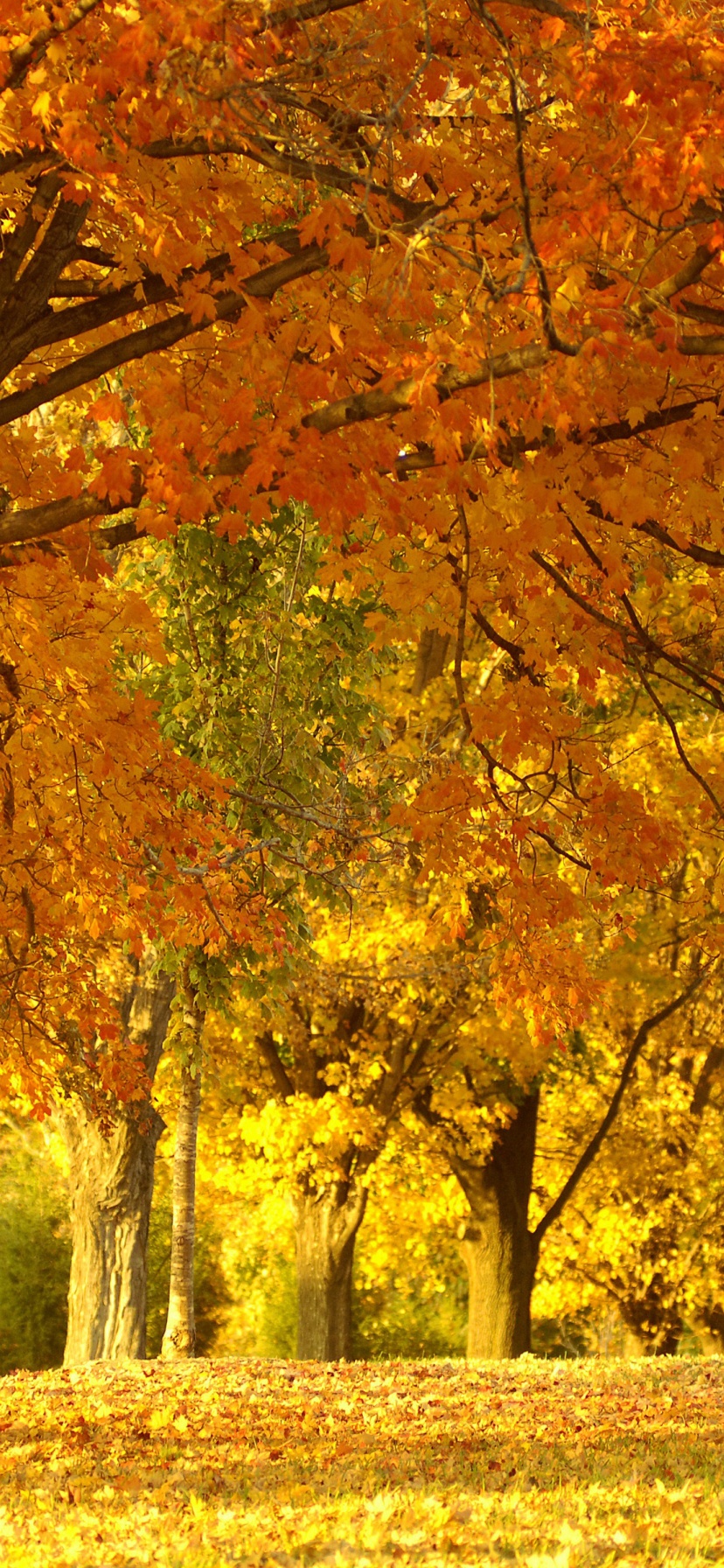 Golden Tree In Autumn