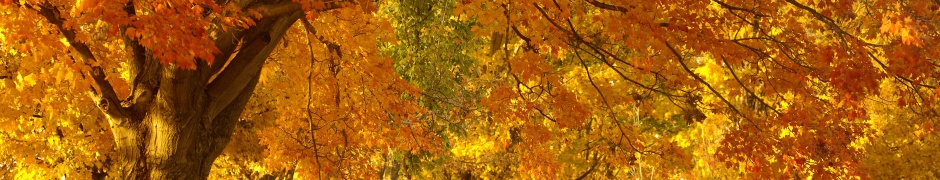 Golden Tree In Autumn