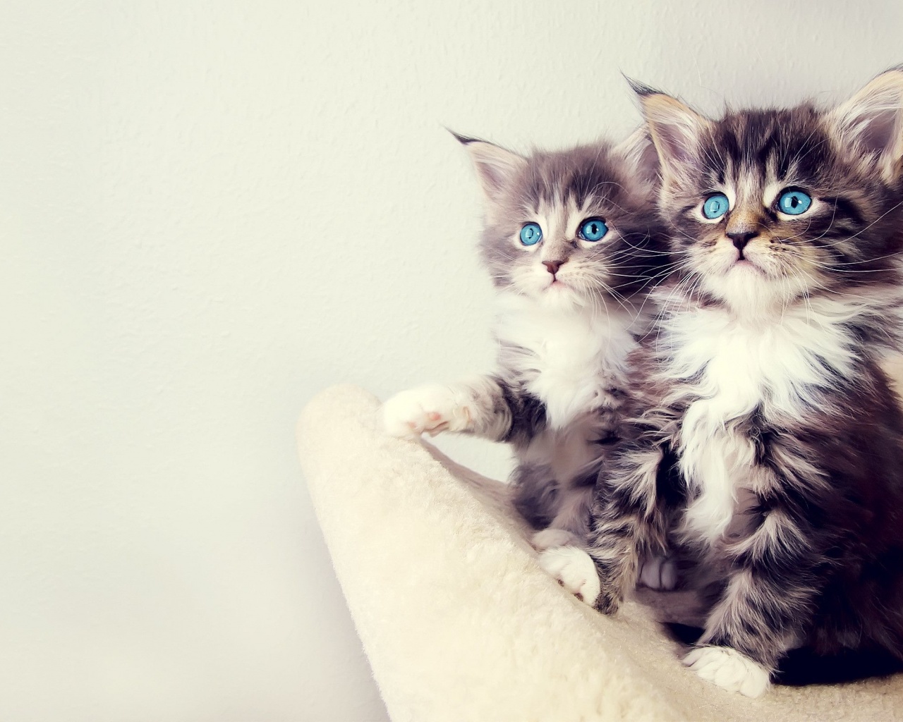 Gorgeous Kittens