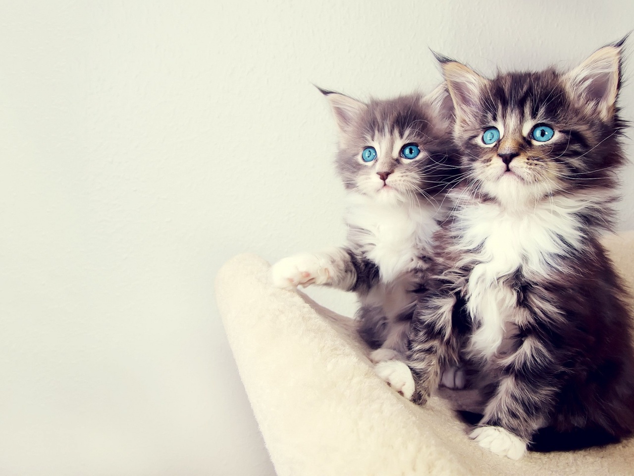 Gorgeous Kittens