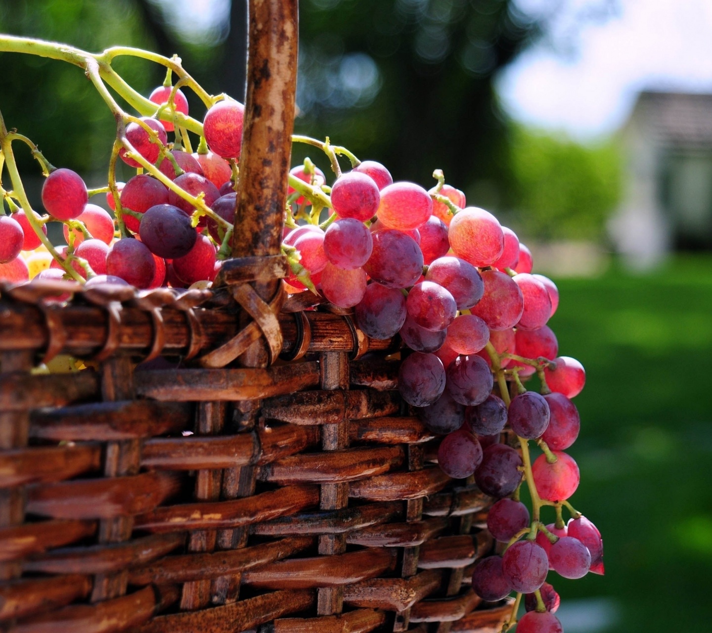 Grape Basket