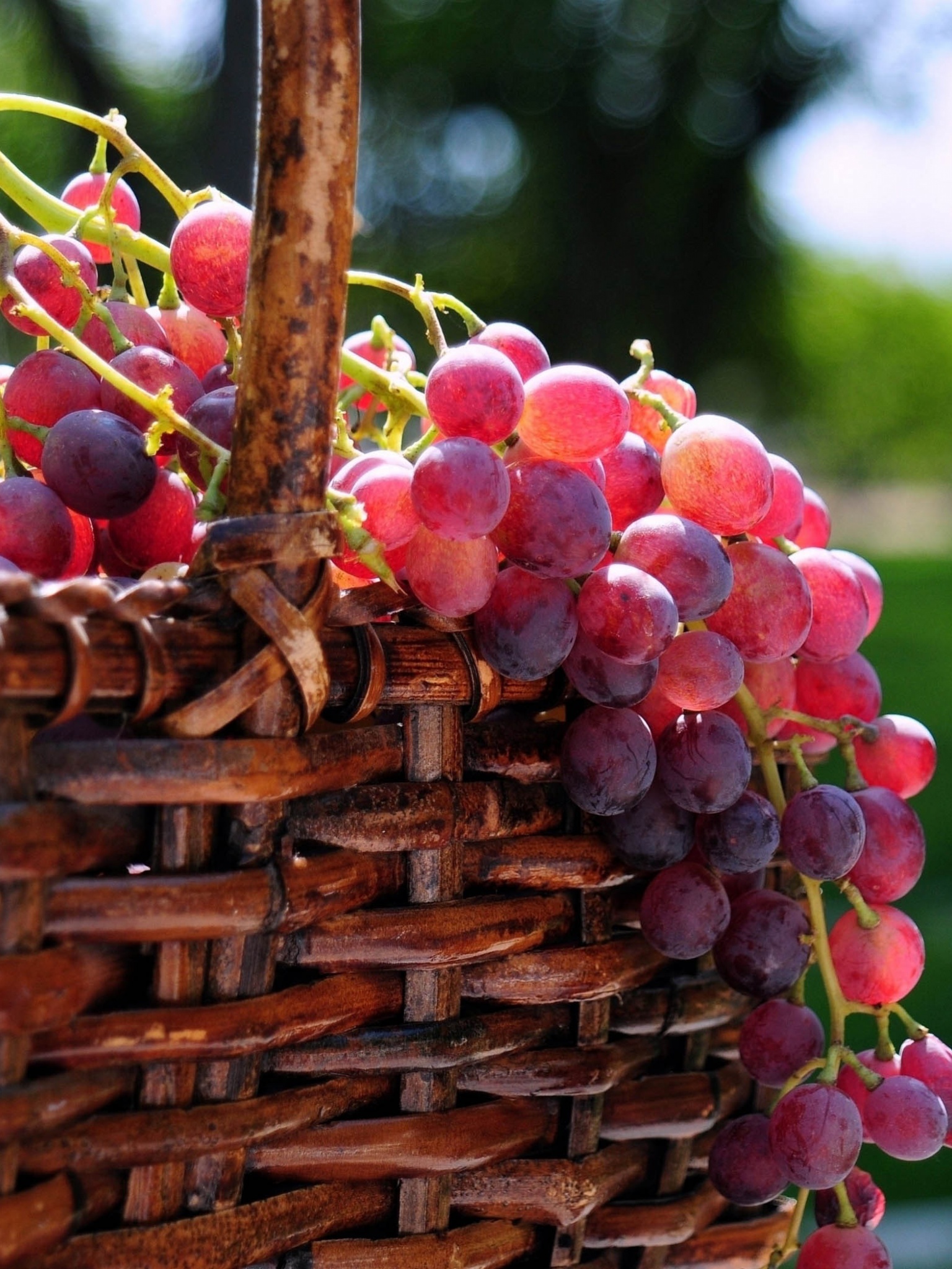 Grape Basket