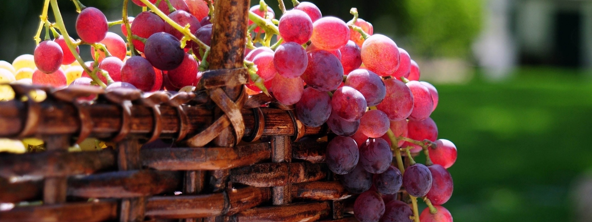 Grape Basket