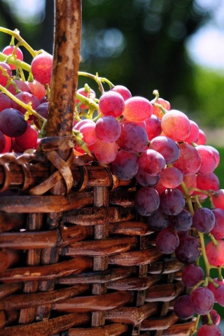 Grape Basket