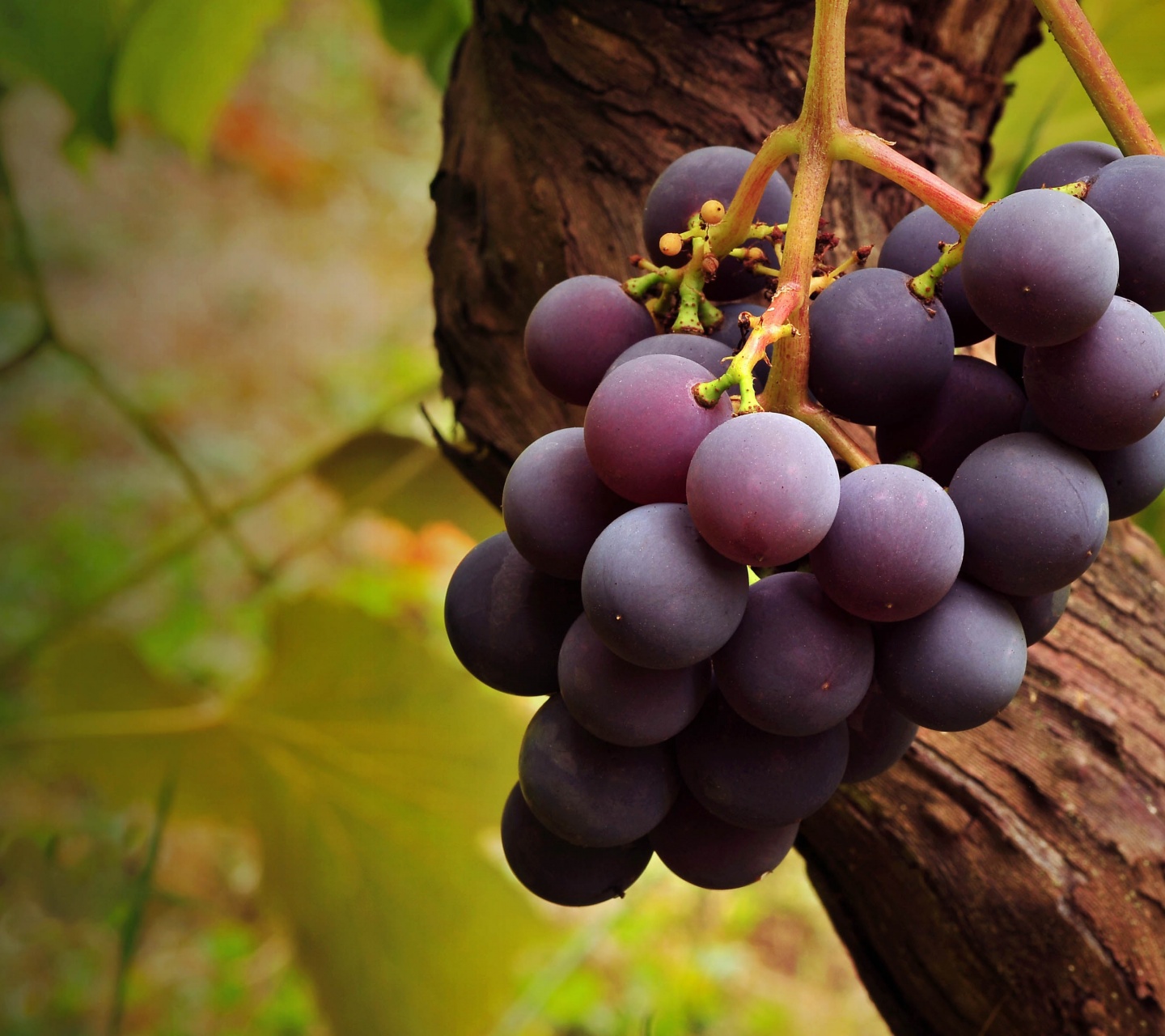 Grape Vine