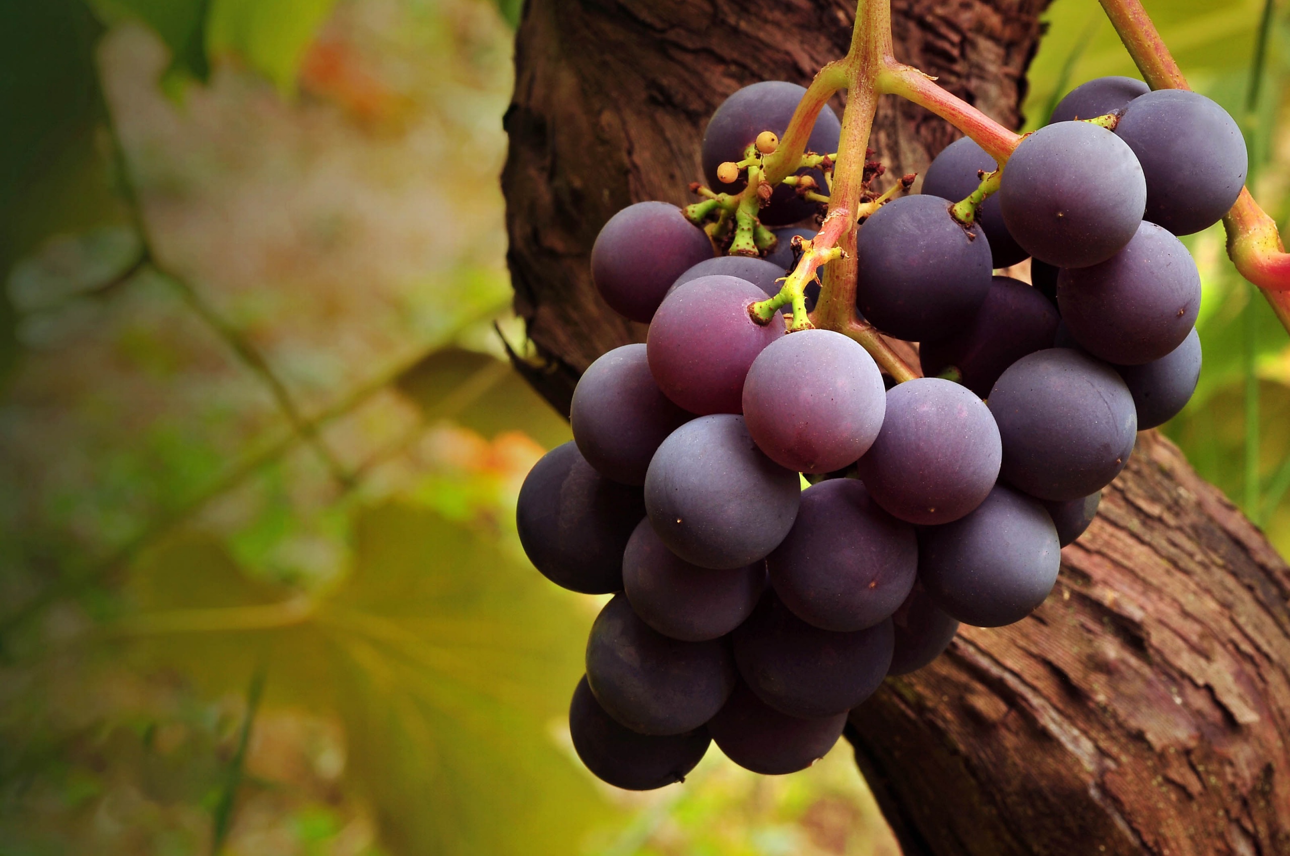 Grape Vine