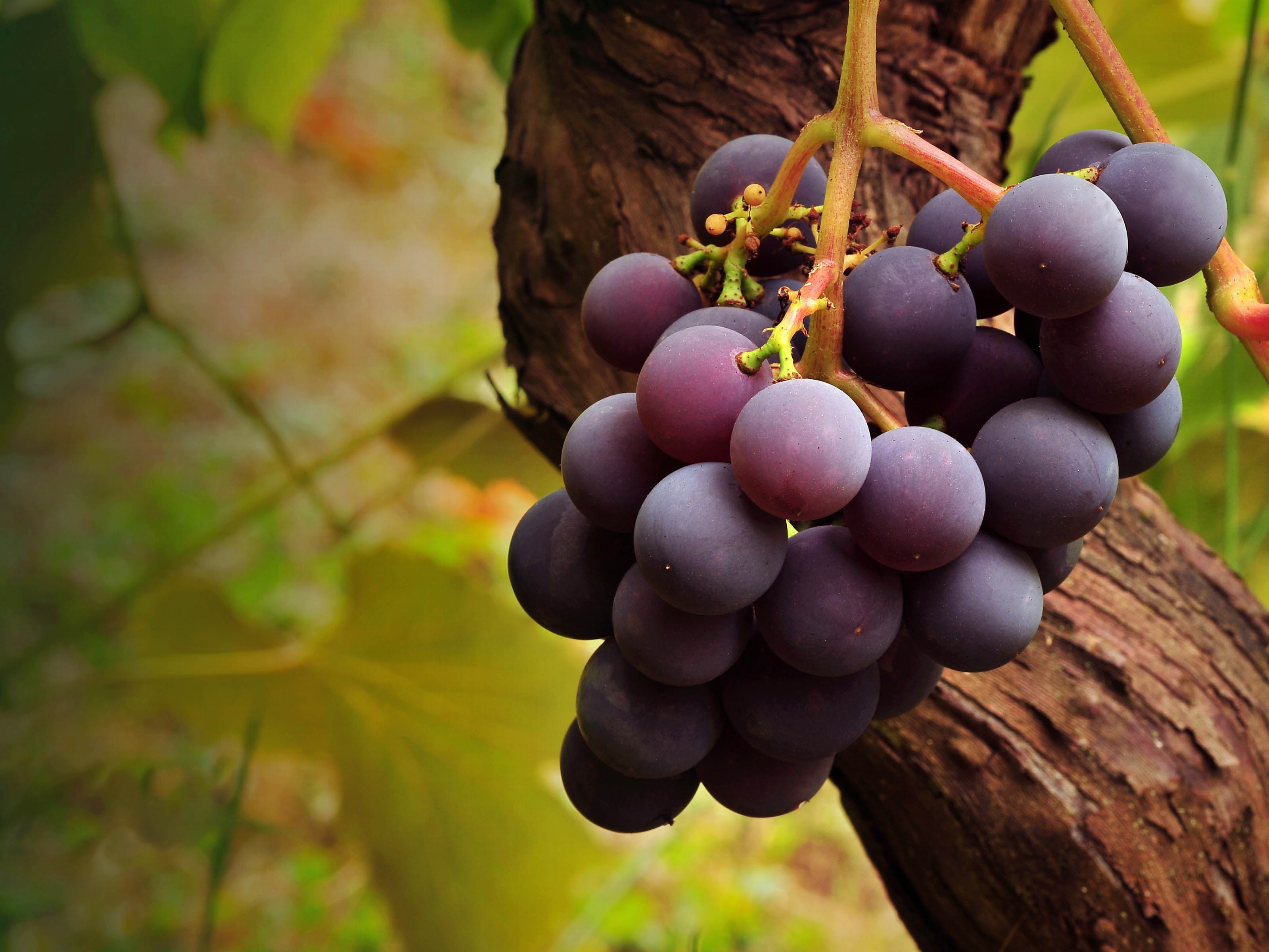 Grape Vine