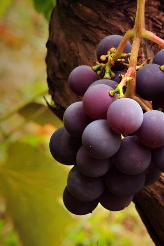 Grape Vine