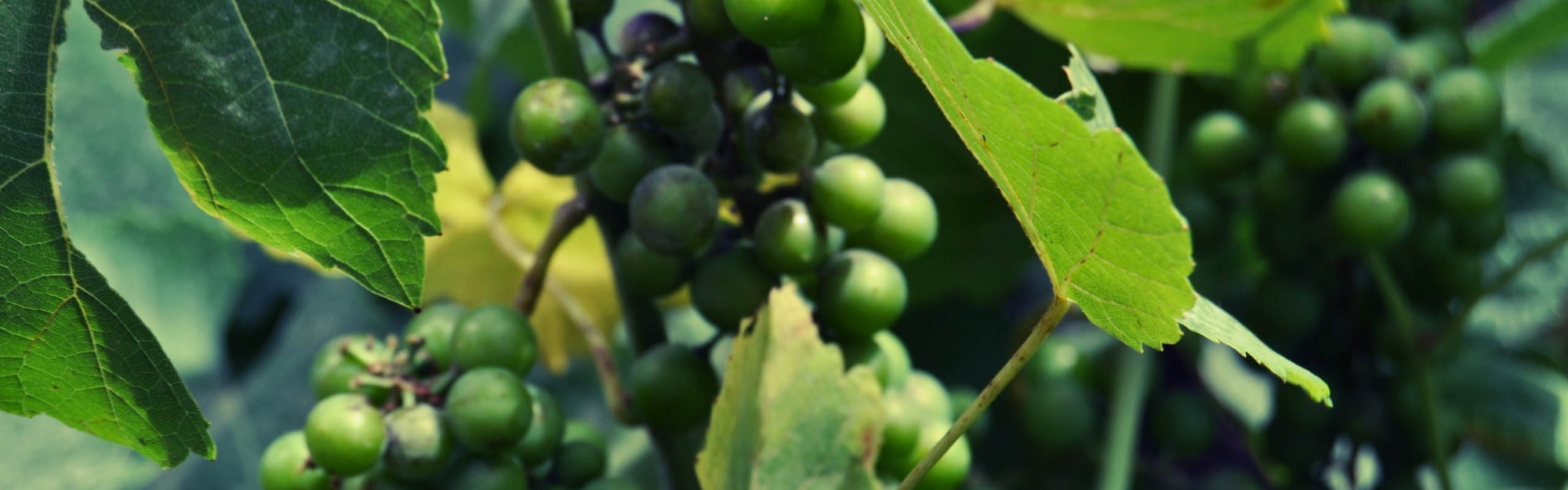 Grapes 01