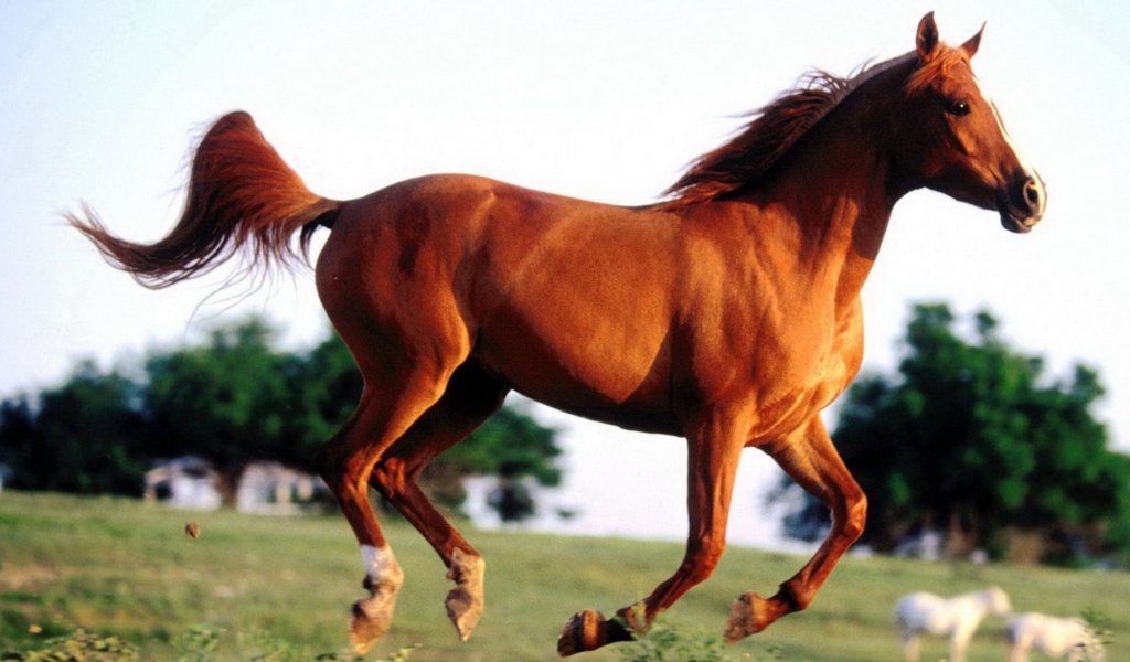 Grass Arabian Horse