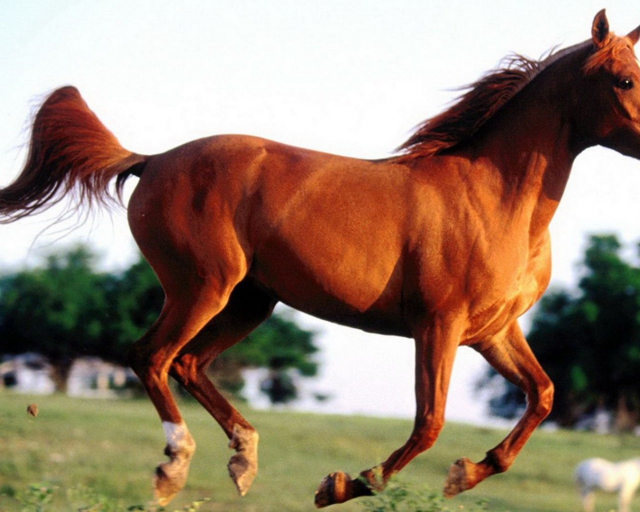 Grass Arabian Horse