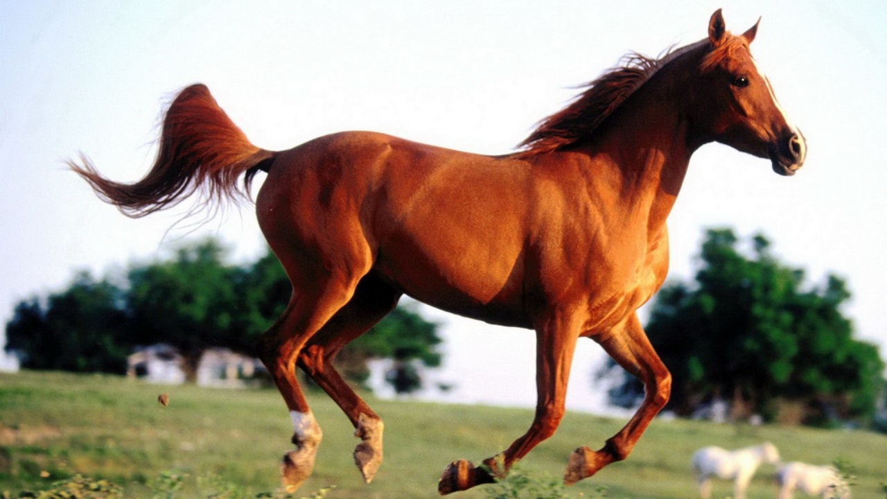 Grass Arabian Horse