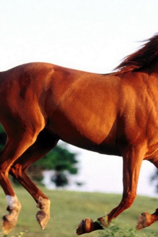 Grass Arabian Horse