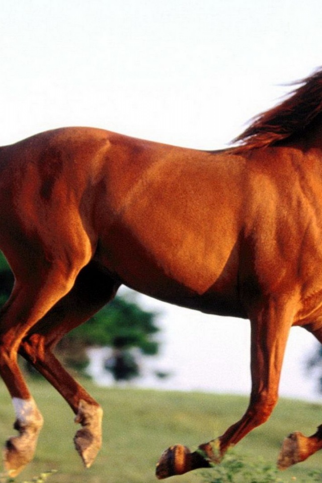 Grass Arabian Horse