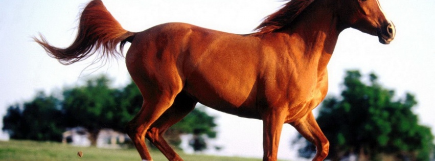 Grass Arabian Horse