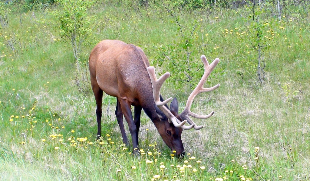 Grass Horn Deer