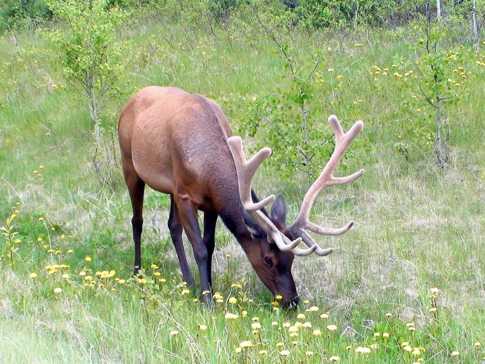 Grass Horn Deer