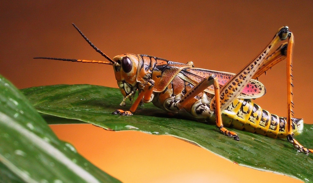 Grasshopper Close Up