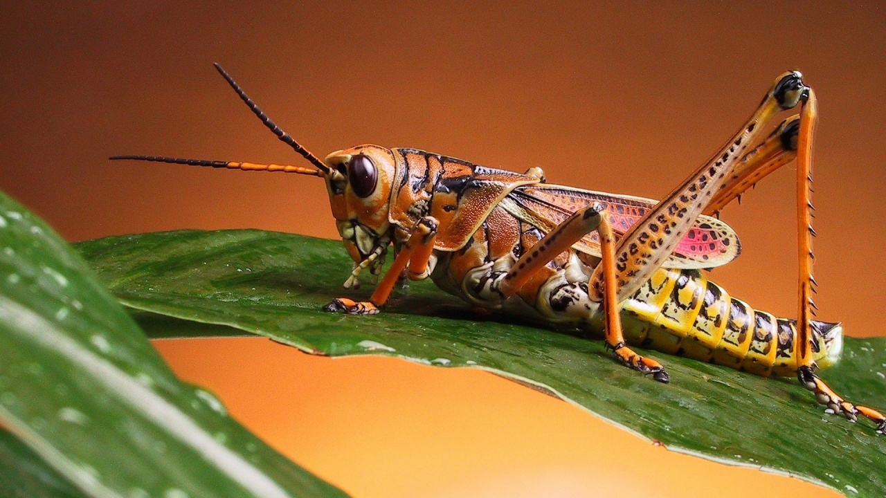 Grasshopper Close Up