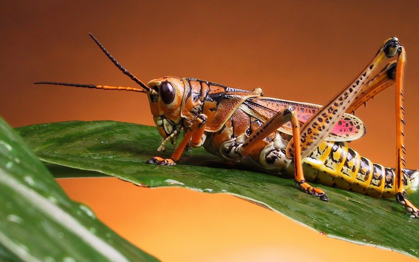 Grasshopper Close Up