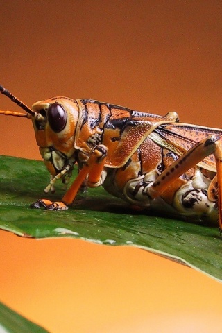 Grasshopper Close Up