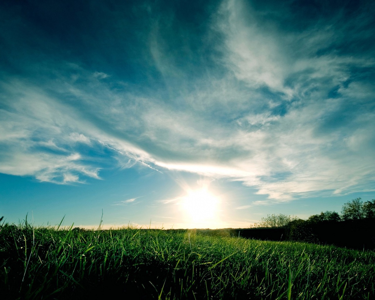 Grassy Sunset