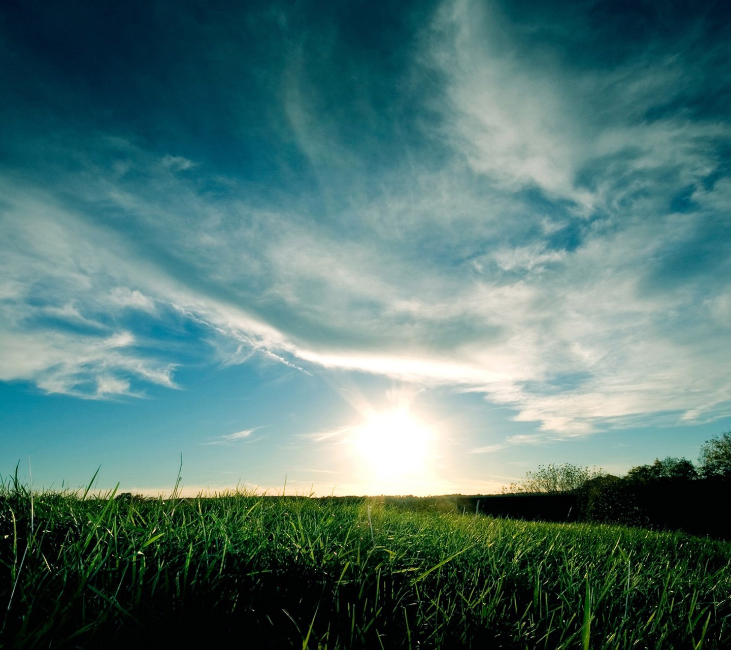 Grassy Sunset