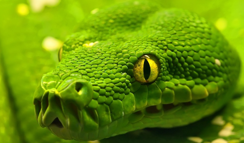 Green Emerald Boa Snake