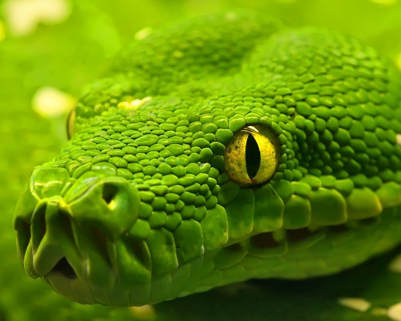 Green Emerald Boa Snake