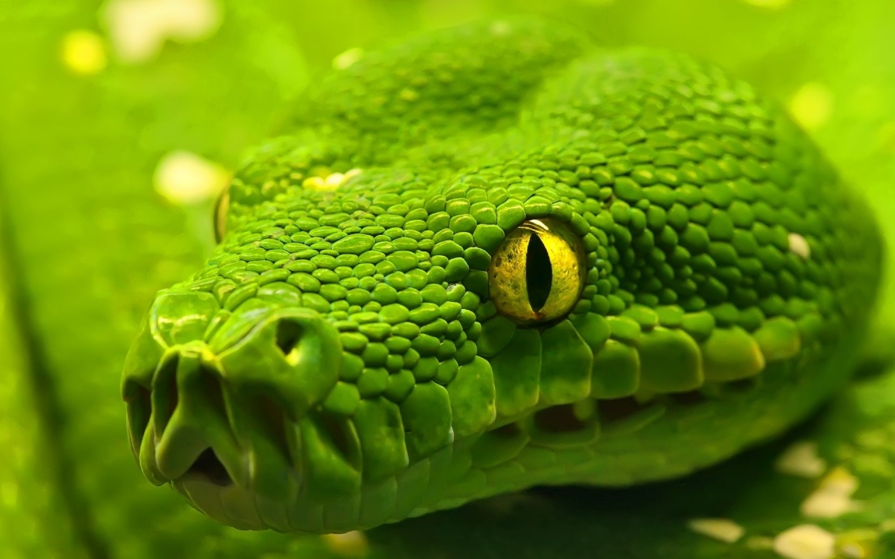 Green Emerald Boa Snake