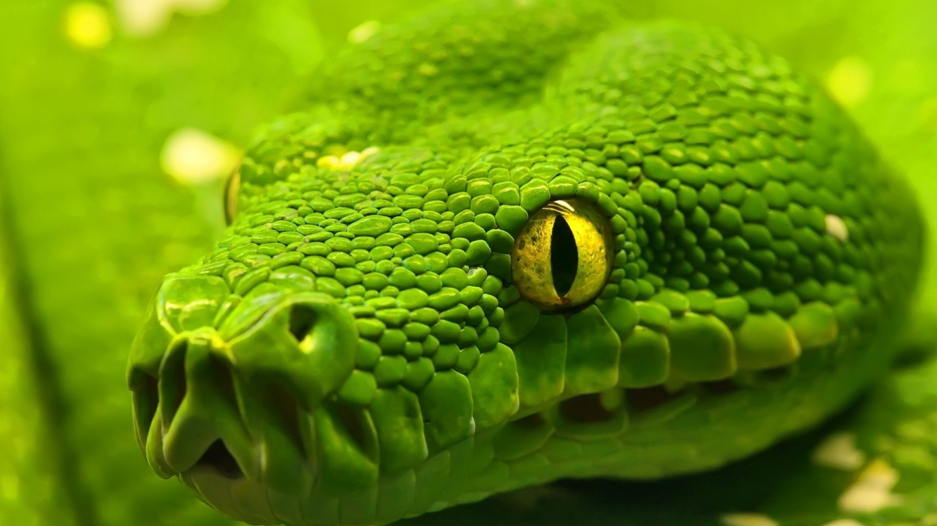 Green Emerald Boa Snake