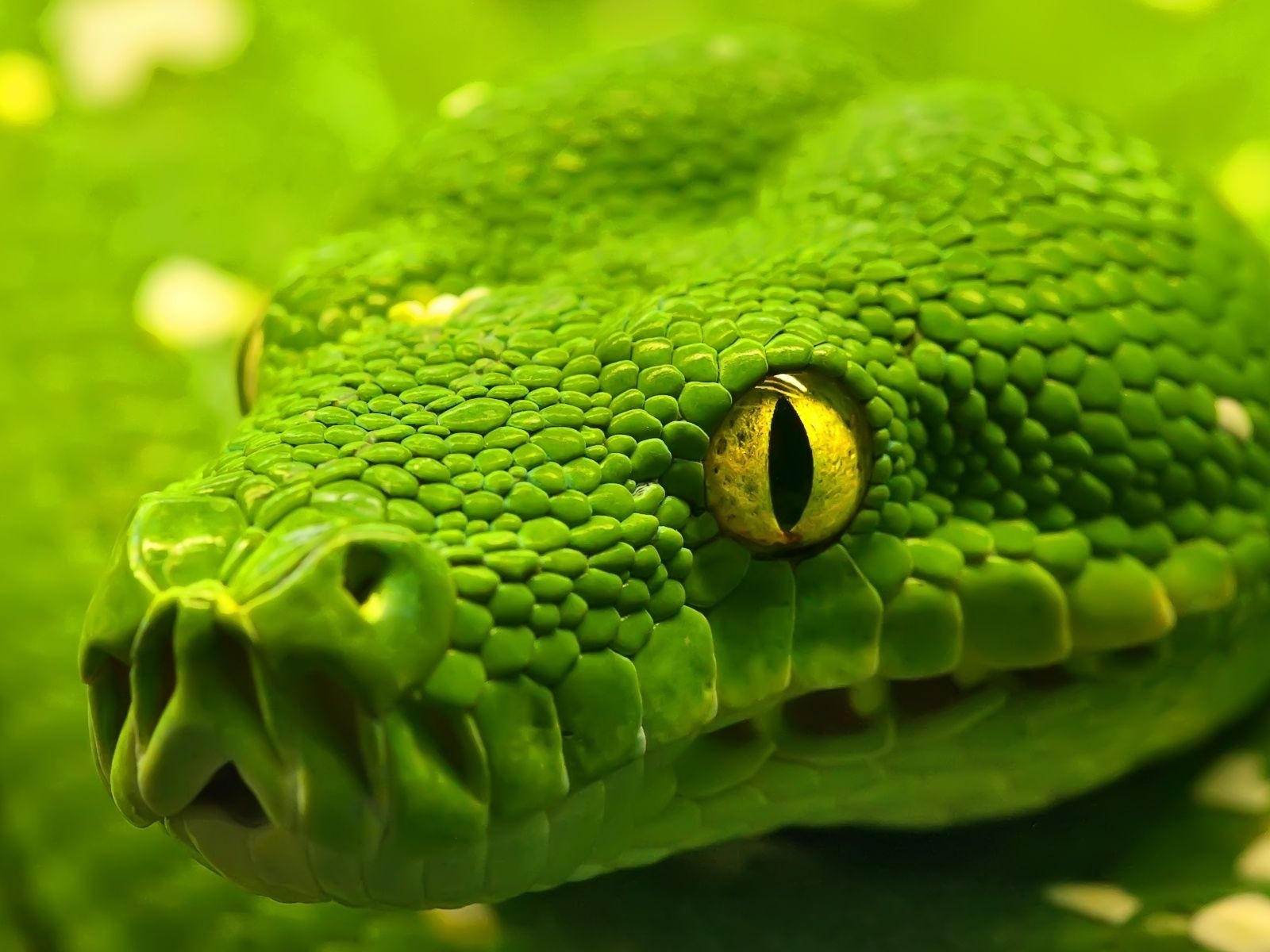 Green Emerald Boa Snake