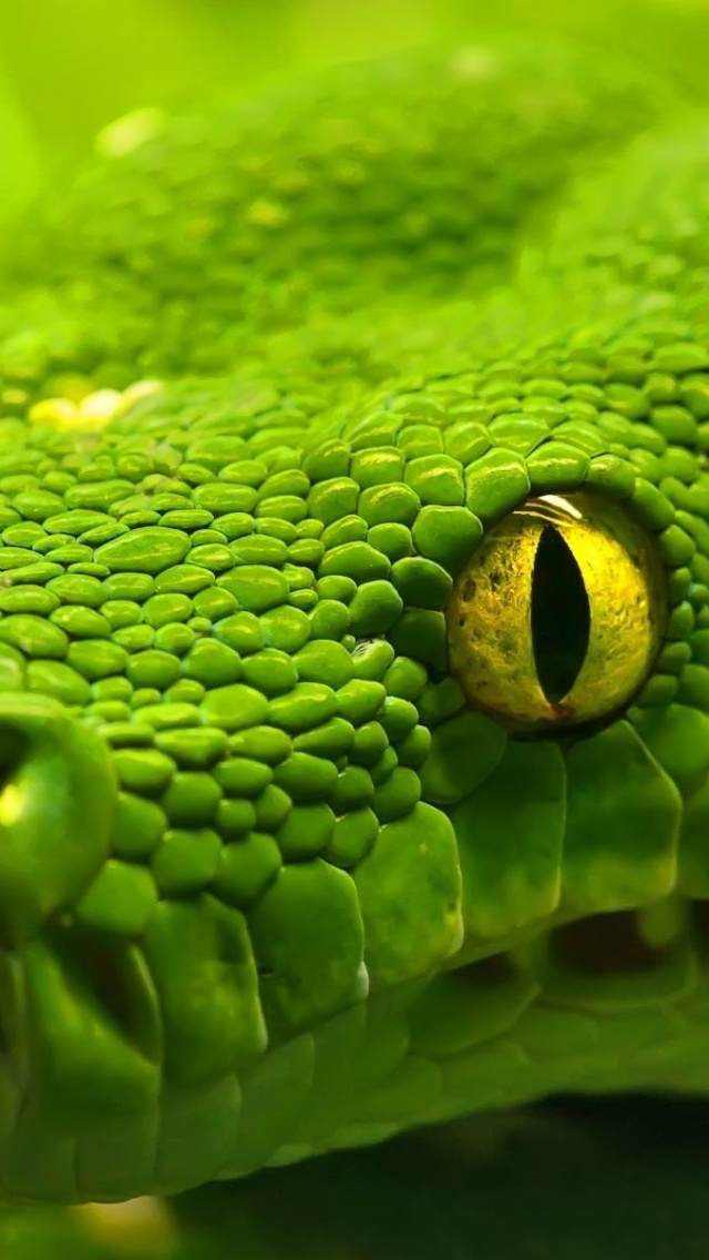 Green Emerald Boa Snake