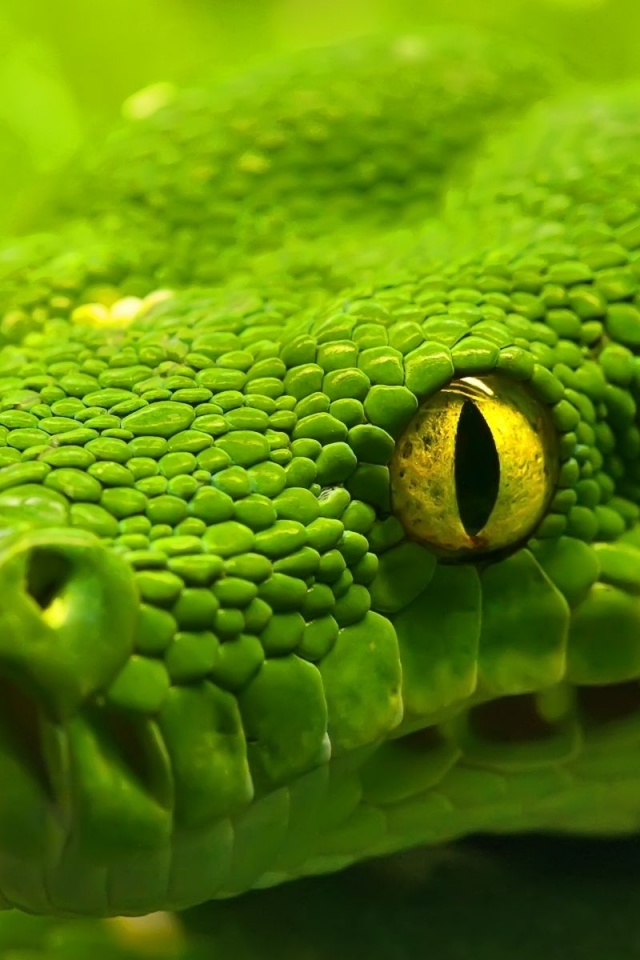 Green Emerald Boa Snake