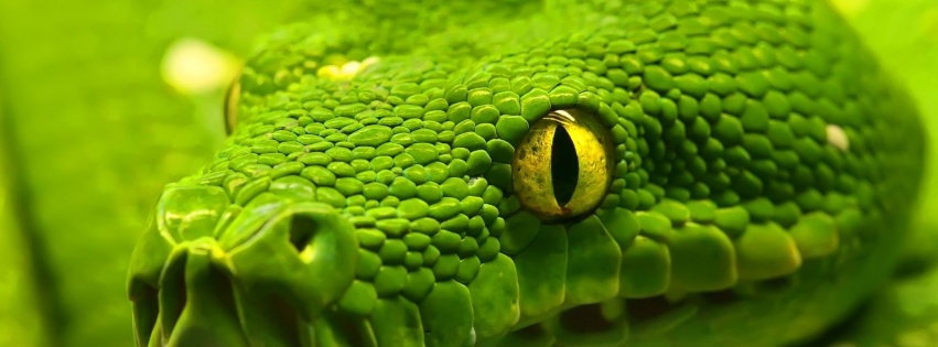 Green Emerald Boa Snake