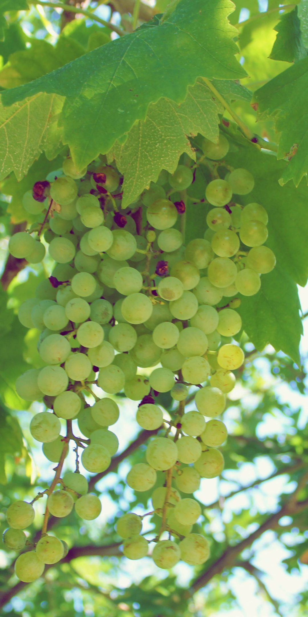 Green Grapes