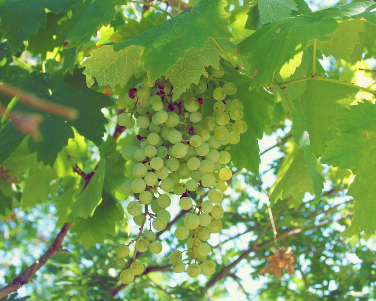 Green Grapes