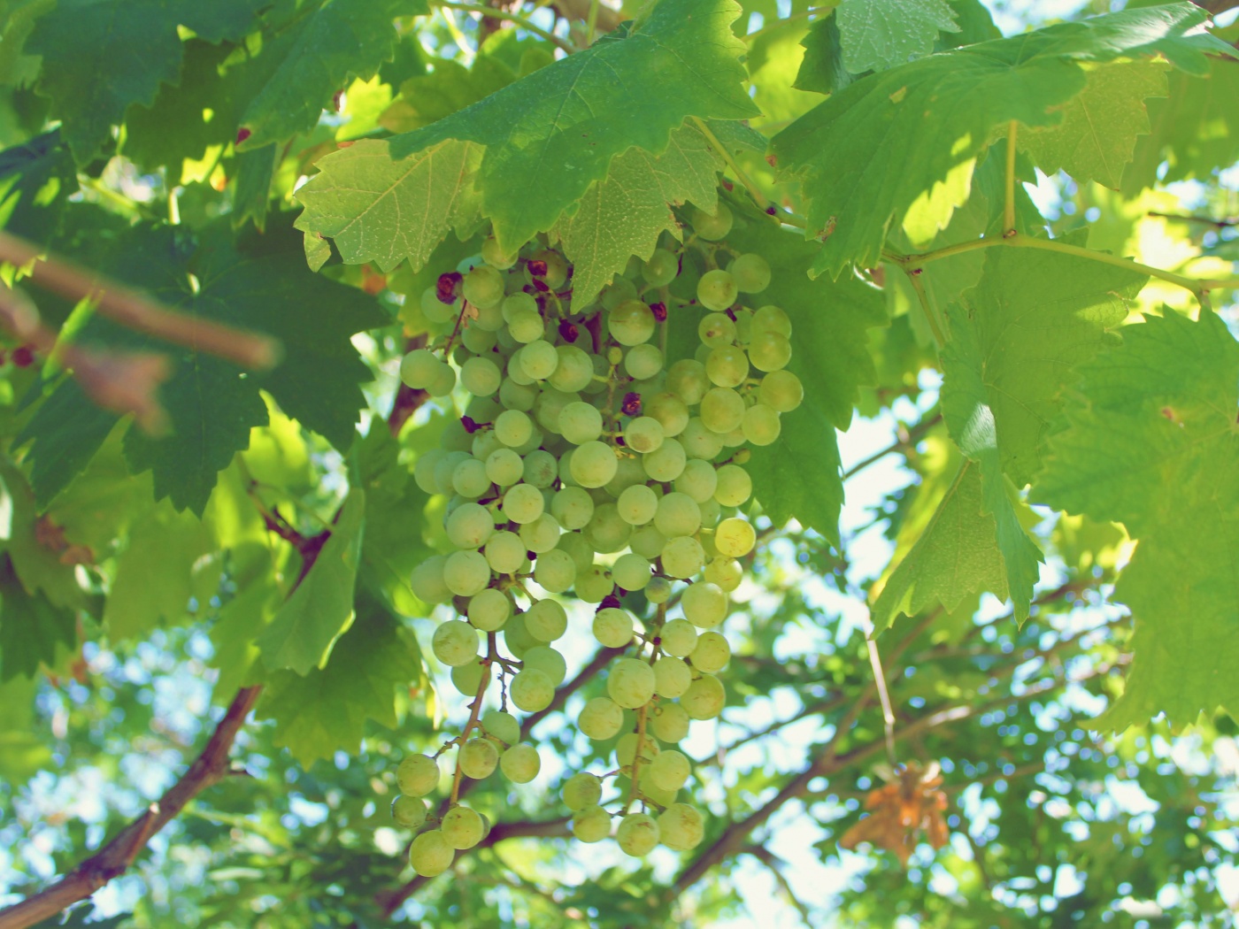 Green Grapes