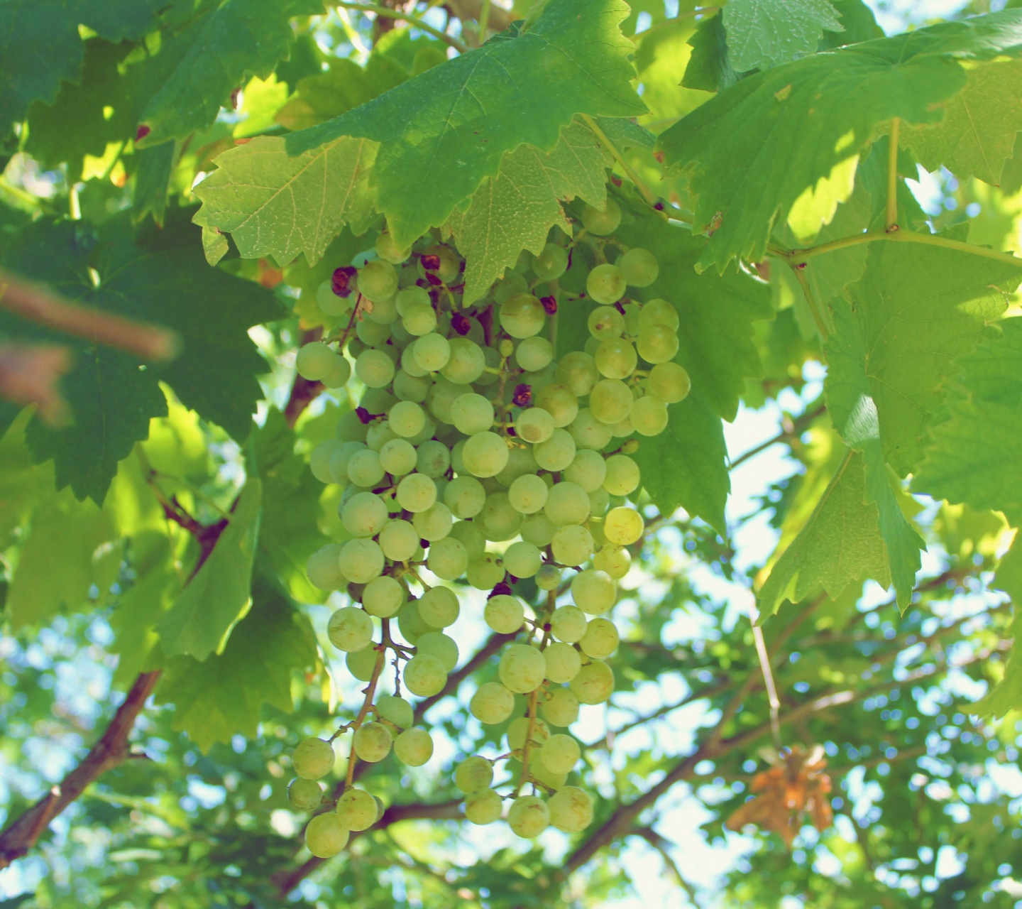 Green Grapes