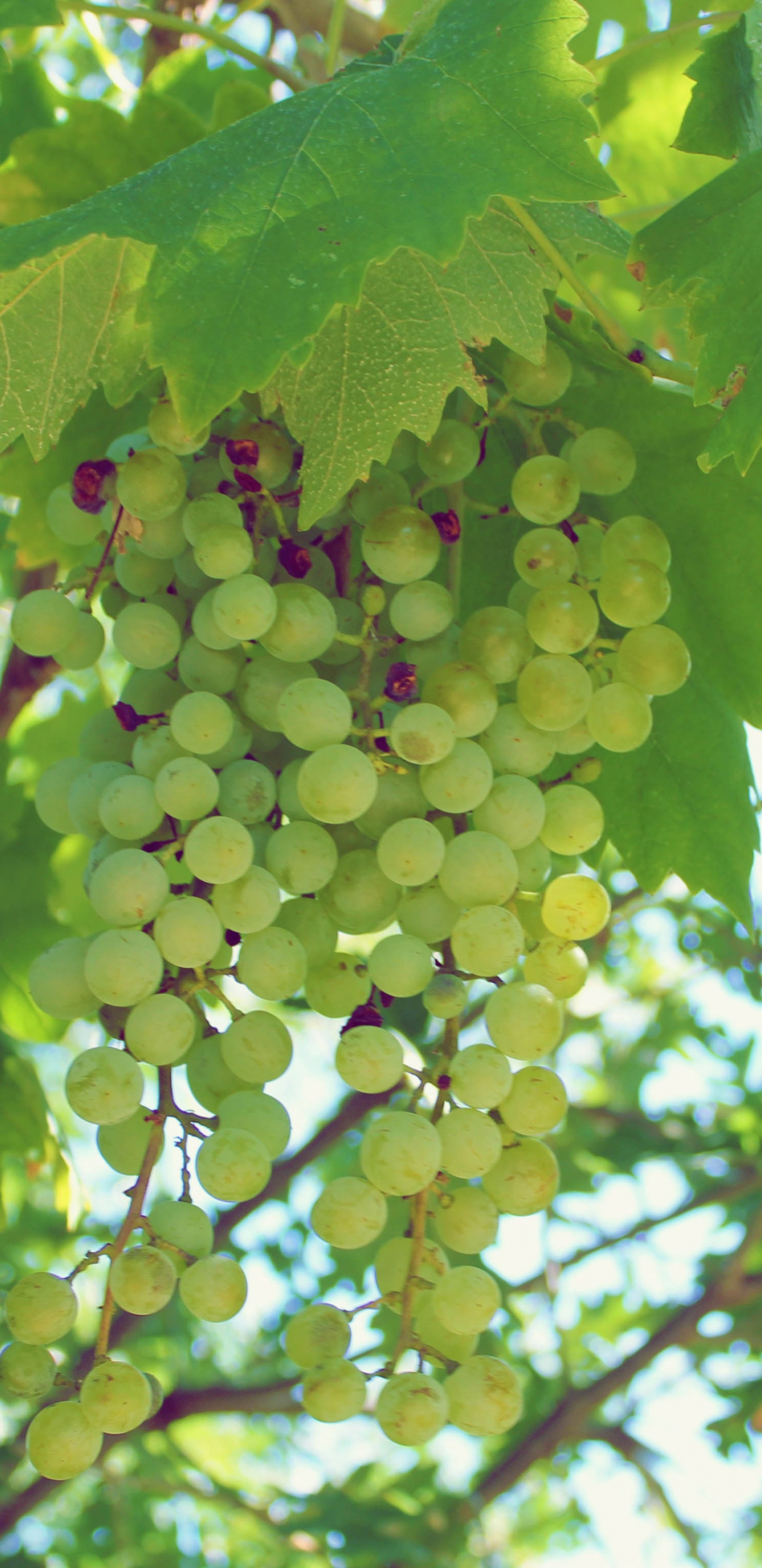 Green Grapes