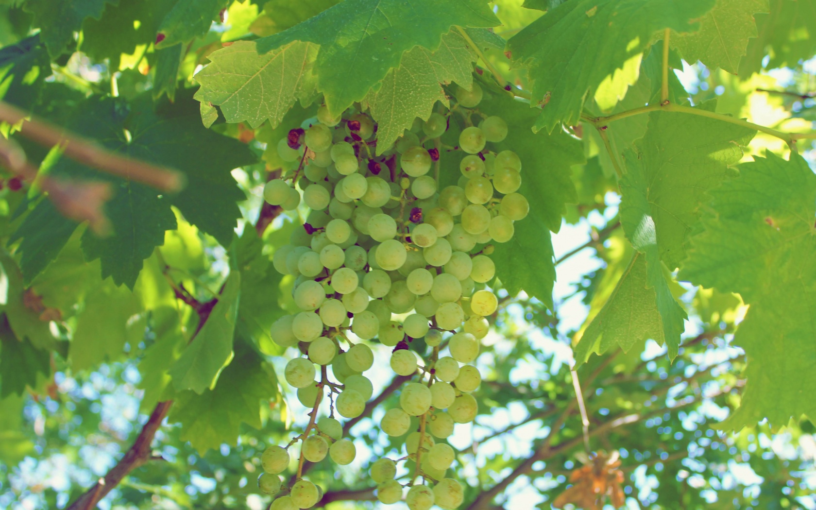 Green Grapes