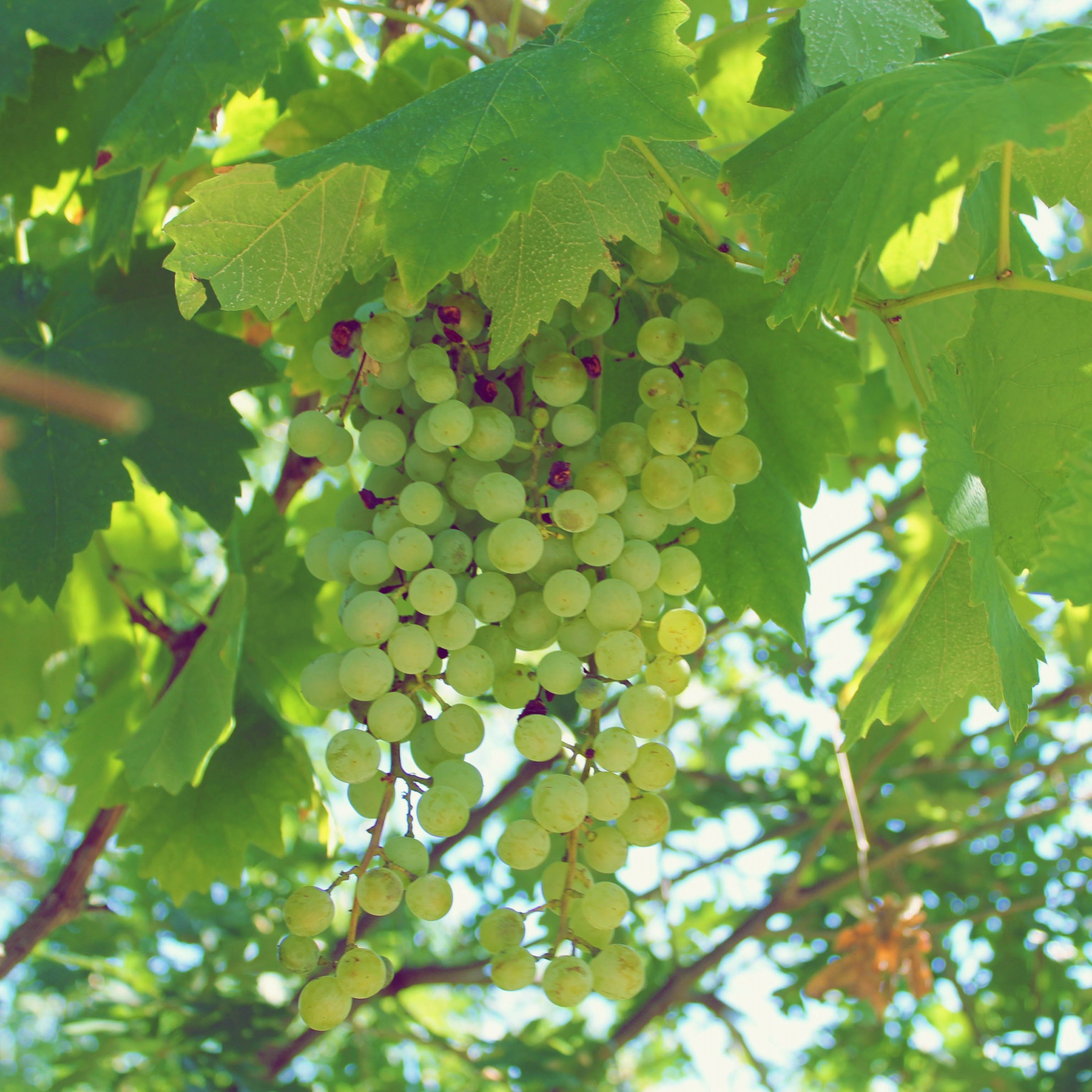 Green Grapes