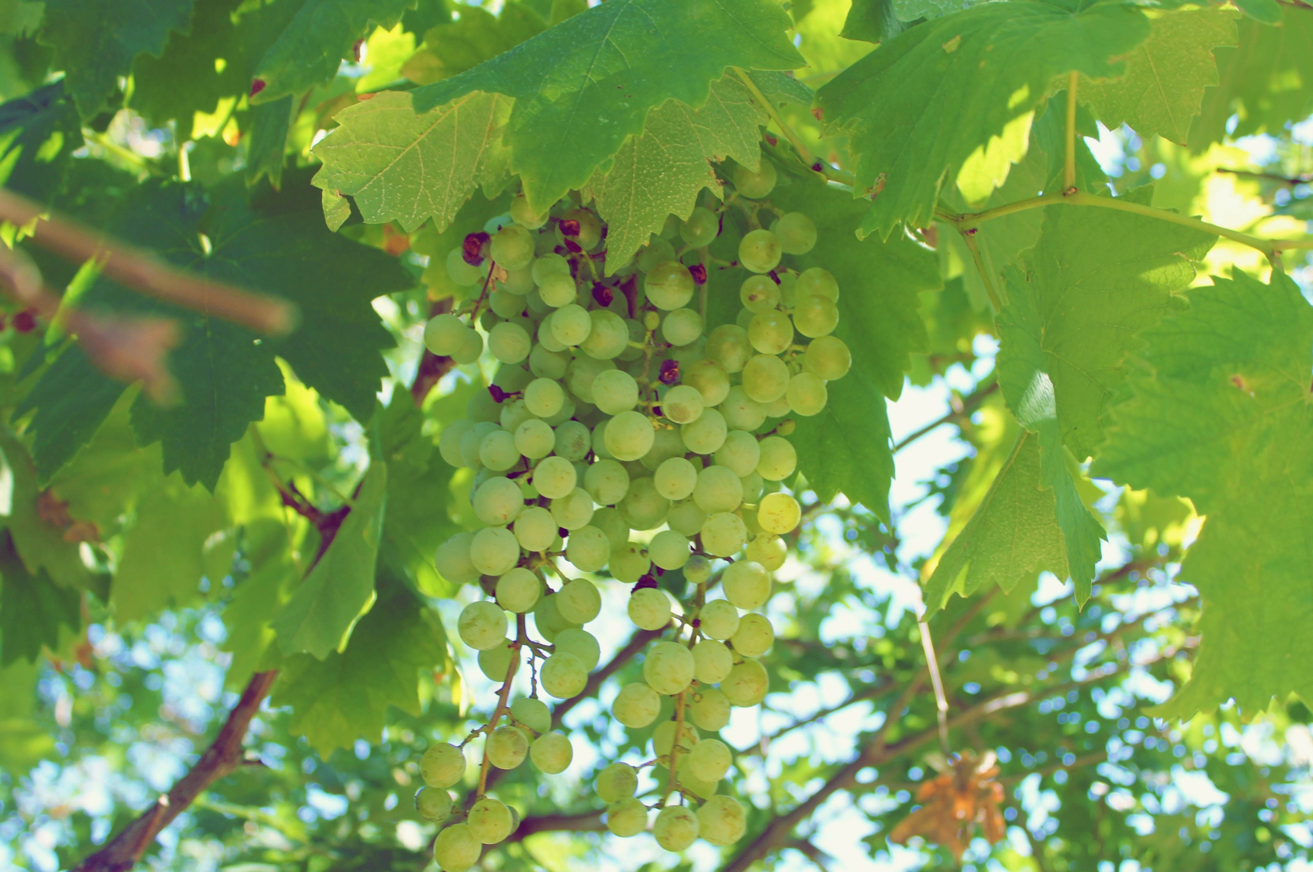 Green Grapes